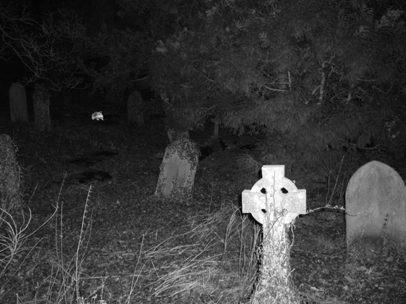 spooky graveyard picture for a magic show