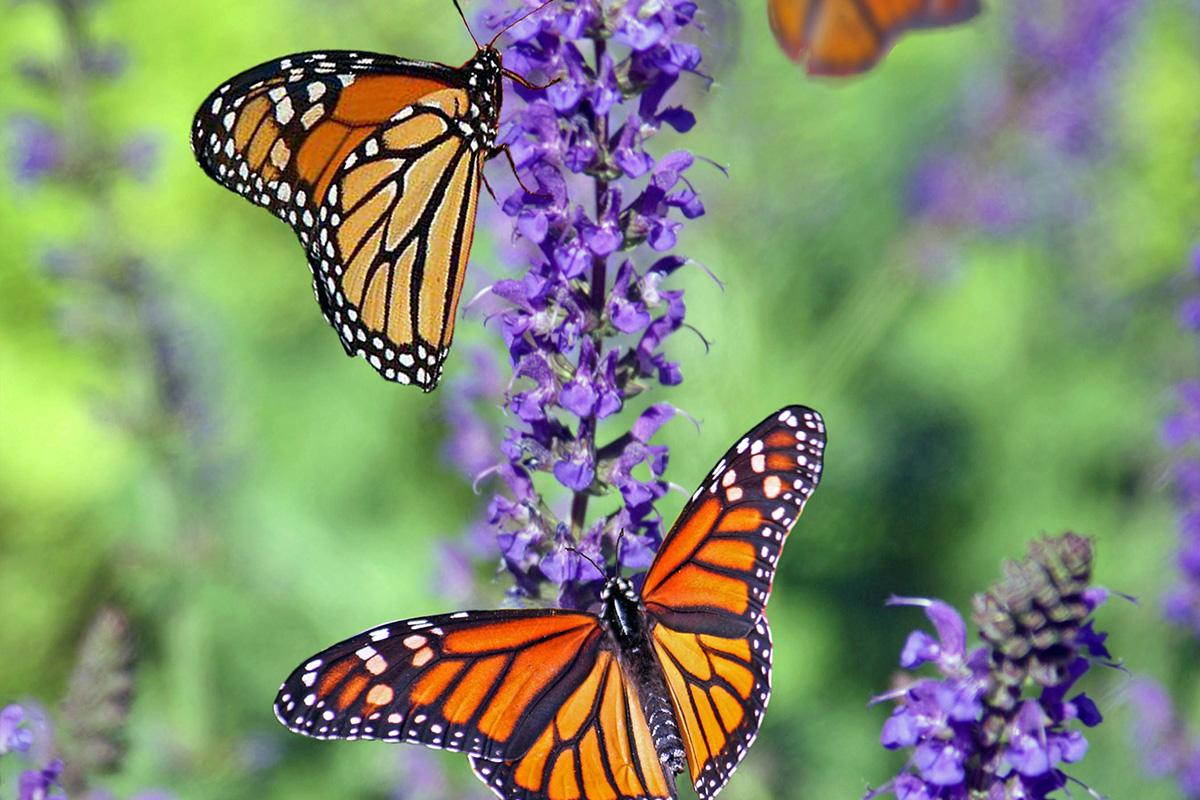 Cris Johnson, monarch butterfly, monarch butterfly sanctuary, garden, garden tips
